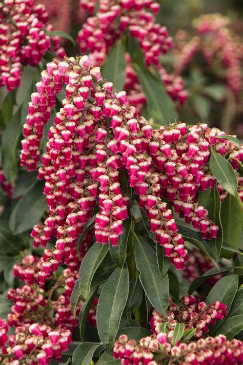 gay goblin|Pieris Japonica Enchanted Forest Cabernet Gay Goblin Ja